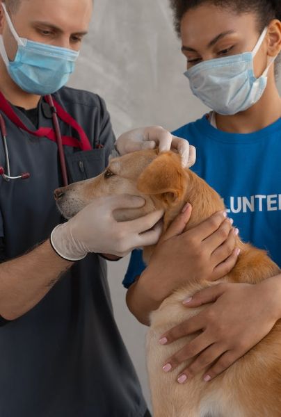 Una clínica estadounidense tiene vacantes para médicos veterinarios, que garanticen el cuidado de las mascotas y ofrece un sueldo mensual de 41 mil pesos