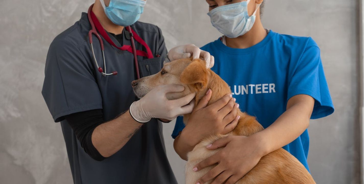 Una clínica estadounidense tiene vacantes para médicos veterinarios, que garanticen el cuidado de las mascotas y ofrece un sueldo mensual de 41 mil pesos